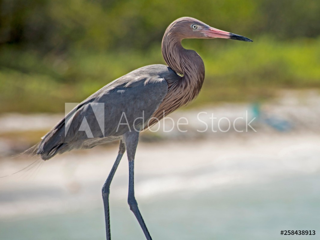 Afbeeldingen van A Reddish Egret stands on a fishing pier waiting for a meal
